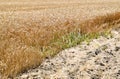 field of wheat