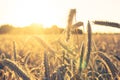 Field with wheat plants - backlight during sunset Royalty Free Stock Photo