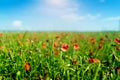 A field of wheat and poppies against a blurry blue sky Royalty Free Stock Photo