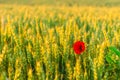 Field of wheat and a poppy flower on summer morning. Ripe wheat ears and a single corn flower on the field Royalty Free Stock Photo