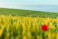 Field of wheat and a poppy flower on summer morning. Ripe wheat ears and a single corn flower on the field Royalty Free Stock Photo