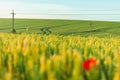 Field of wheat and a poppy flower on summer morning. Ripe wheat ears and a single corn flower on the field Royalty Free Stock Photo