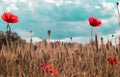 Field with wheat and poppy flowers. Autumn colours Royalty Free Stock Photo