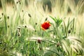 Field of wheat with poppy flowers in the morning/ evening light Royalty Free Stock Photo