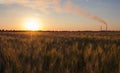 Field of wheat and power station against sunset Royalty Free Stock Photo