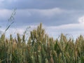 Field of wheat ripens against sky background