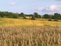 Field of wheat ripens against sky background