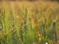 Field of wheat ripens in warm summer