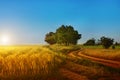 Field of wheat, rye,
