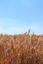 Field of wheat, rye, grain. Golden spikelets close-up. Ukrainian landscape. Blue sky, yellow field. Otkritka, photo Royalty Free Stock Photo