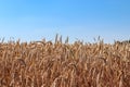 Field of wheat, rye, grain. Golden spikelets close-up. Ukrainian landscape. Blue sky, yellow field. Postcard, photo Royalty Free Stock Photo