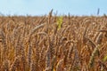 Field of wheat, rye, grain. Golden spikelets close-up. Ukrainian landscape. Blue sky, yellow field. Postcard, photo Royalty Free Stock Photo