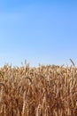 Field of wheat, rye, grain. Golden spikelets close-up. Ukrainian landscape. Blue sky, yellow field. Postcard, photo Royalty Free Stock Photo