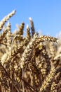 Field of wheat, rye, grain. Golden spikelets close-up. Ukrainian landscape. Postcard, photo, advertising, macro photo