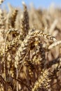 Field of wheat, rye, grain. Golden spikelets close-up. Ukrainian landscape. Postcard, photo, advertising, macro photo