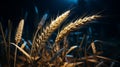 a field of wheat is shown in the dark at night