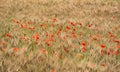 Field of wheat with some red poppies Royalty Free Stock Photo