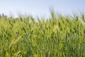 Field of wheat in spring