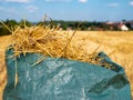 Field of wheat straw harvest