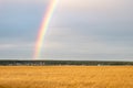 Field with wheat and a strip of forest on the horizon, gray cloudy sky and part of the rainbow