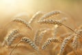 Field of wheat in a summer day. Close up of ripening wheat ears. Harvesting period. Sunset or sunrise time Royalty Free Stock Photo