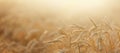 Field of wheat in a summer day. Close up of ripening wheat ears. Harvesting period. Sunset or sunrise time. Rural scenery Royalty Free Stock Photo