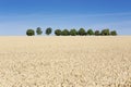 Field of wheat in summer Royalty Free Stock Photo