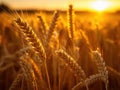 Field of wheat with the sun setting behind it Royalty Free Stock Photo