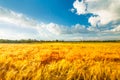 Field of wheat in nature park Lonjsko polje, Croatia