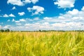 Field of wheat in nature park Lonjsko polje, Croatia