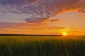 A field of wheat