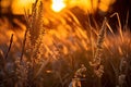 a field of wheat with the sunset in the background