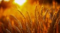 A field of wheat at sunset. Golden ears of corn sway in the wind, illuminated by the warm light of the setting sun Royalty Free Stock Photo