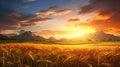 A field of wheat at sunset with mountains in the background. The