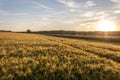 Field of wheat at sunset sky