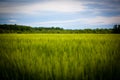 Field of wheat