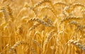 Wheat field crop. Background Royalty Free Stock Photo