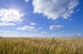 Field of wheat under blue sky