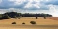 Field of wheat under cloudy sky Royalty Free Stock Photo