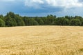 Field of wheat under cloudy sky. Horizontal image. Royalty Free Stock Photo
