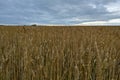 Field of wheat under cloudy sky, nature Royalty Free Stock Photo