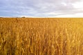 Field of wheat under cloudy sky, nature Royalty Free Stock Photo