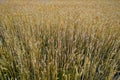 Field of wheat under cloudy sky, nature Royalty Free Stock Photo