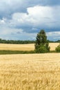 Field of wheat under cloudy sky. Vertical image. Royalty Free Stock Photo