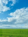 A field of wheat under the sky like Windows wallpaper Royalty Free Stock Photo