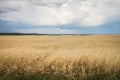 Field of wheat Royalty Free Stock Photo