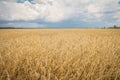 Field of wheat Royalty Free Stock Photo