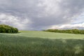 A field of wheat and a view of dark clouds on a hilly landscape before sunset in the distance you can see the rain Royalty Free Stock Photo