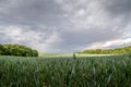 A field of wheat and a view of dark clouds on a hilly landscape before sunset in the distance you can see the rain Royalty Free Stock Photo