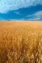 Field of wheat